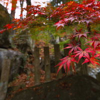 石垣に映える紅葉に包まれた岩角寺、秋の豊かな色彩の写真