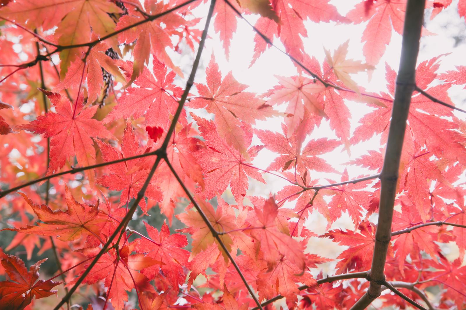 赤く染まったもみじの紅葉を下から見上げた写真