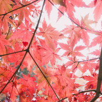 赤く染まるもみじの紅葉、黒い枝に輝く秋の風景の写真
