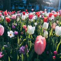 ピンクと白のチューリップが咲く春の花壇の風景の写真