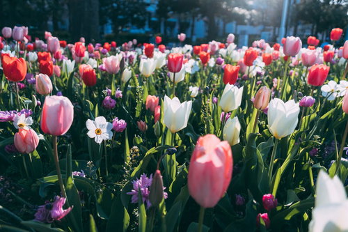 ピンクと白のチューリップが咲く春の花壇の風景