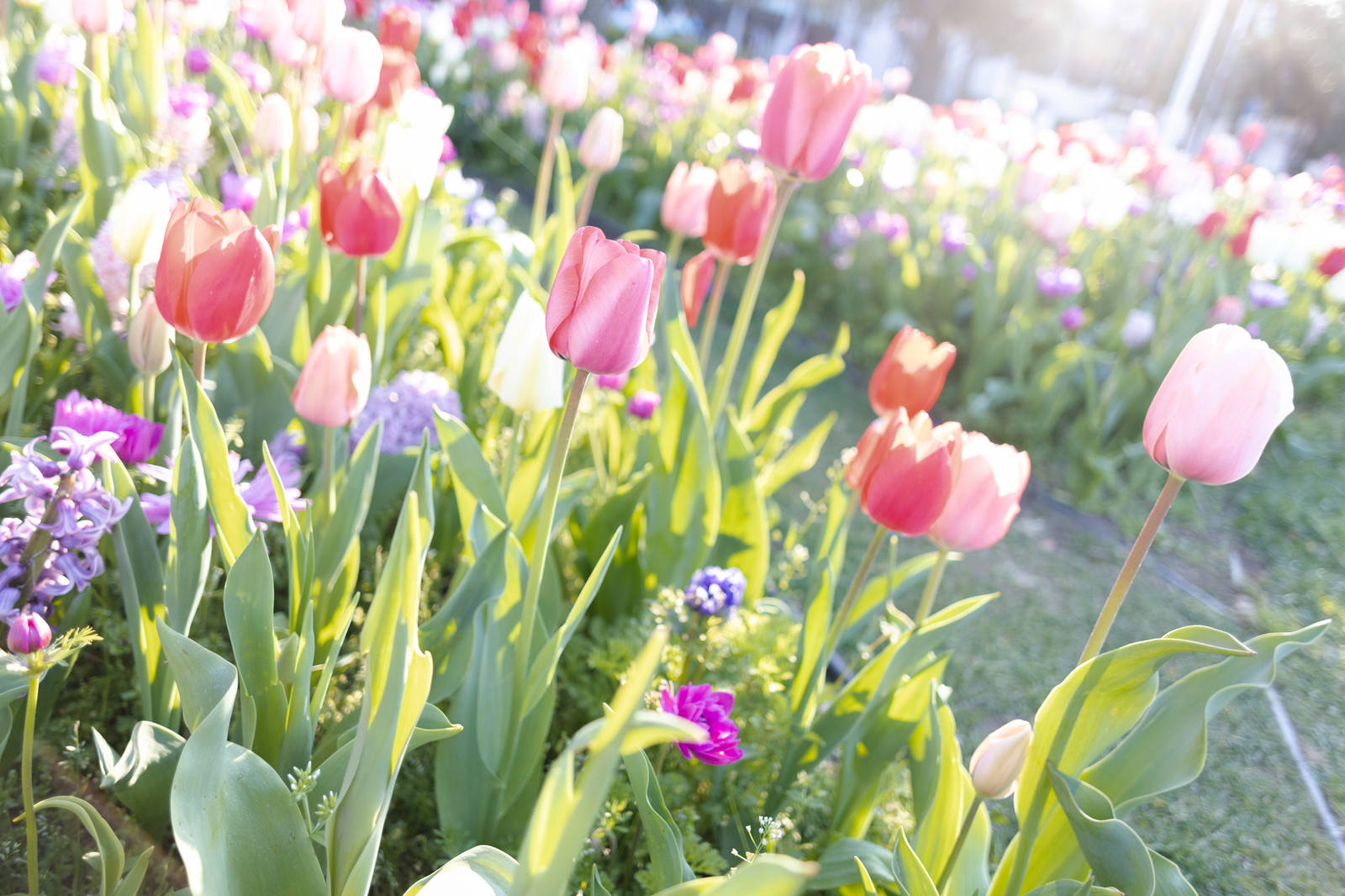 チューリップが咲き並ぶ春の花畑