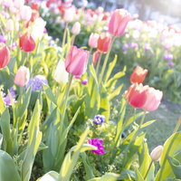 色とりどり咲いたチューリップの花畑と春の庭園風景の写真