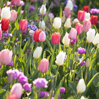 陽気に咲き誇るチューリップの花壇 春の庭園風景の写真