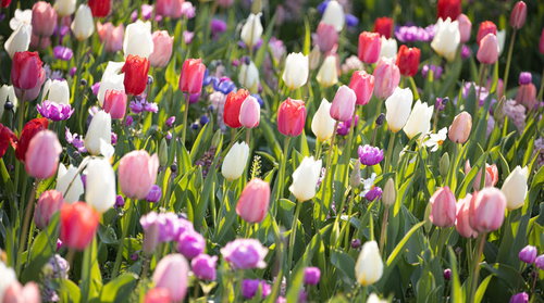 陽気に咲き誇るチューリップの花壇 春の庭園風景