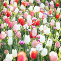 赤・白・ピンクのチューリップが満開に咲く花壇の写真