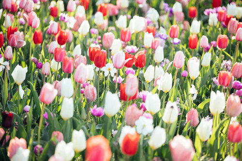 赤・白・ピンクのチューリップが満開に咲く花壇