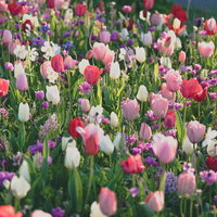 さいた さいた チューリップの花が咲く花壇の写真