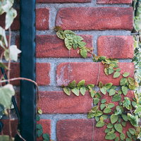 ツタが這う茶色いレンガ壁の写真