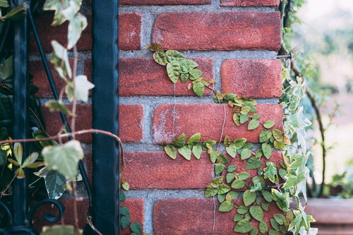 ツタが這う茶色いレンガ壁