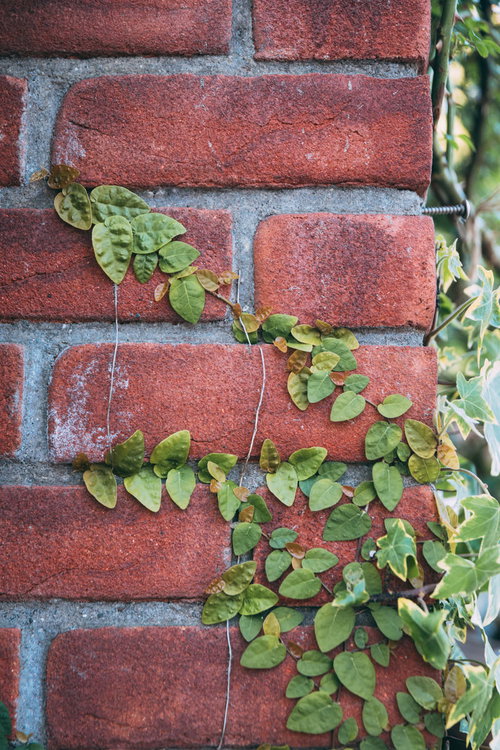 赤いレンガの壁に這う緑の蔦の壁面全体を覆う様子