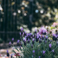 エイボンヴューの花壇に咲く紫色のラベンダーの写真