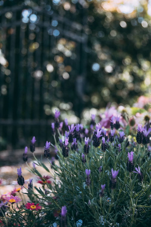 エイボンヴューの花壇に咲く紫色のラベンダー