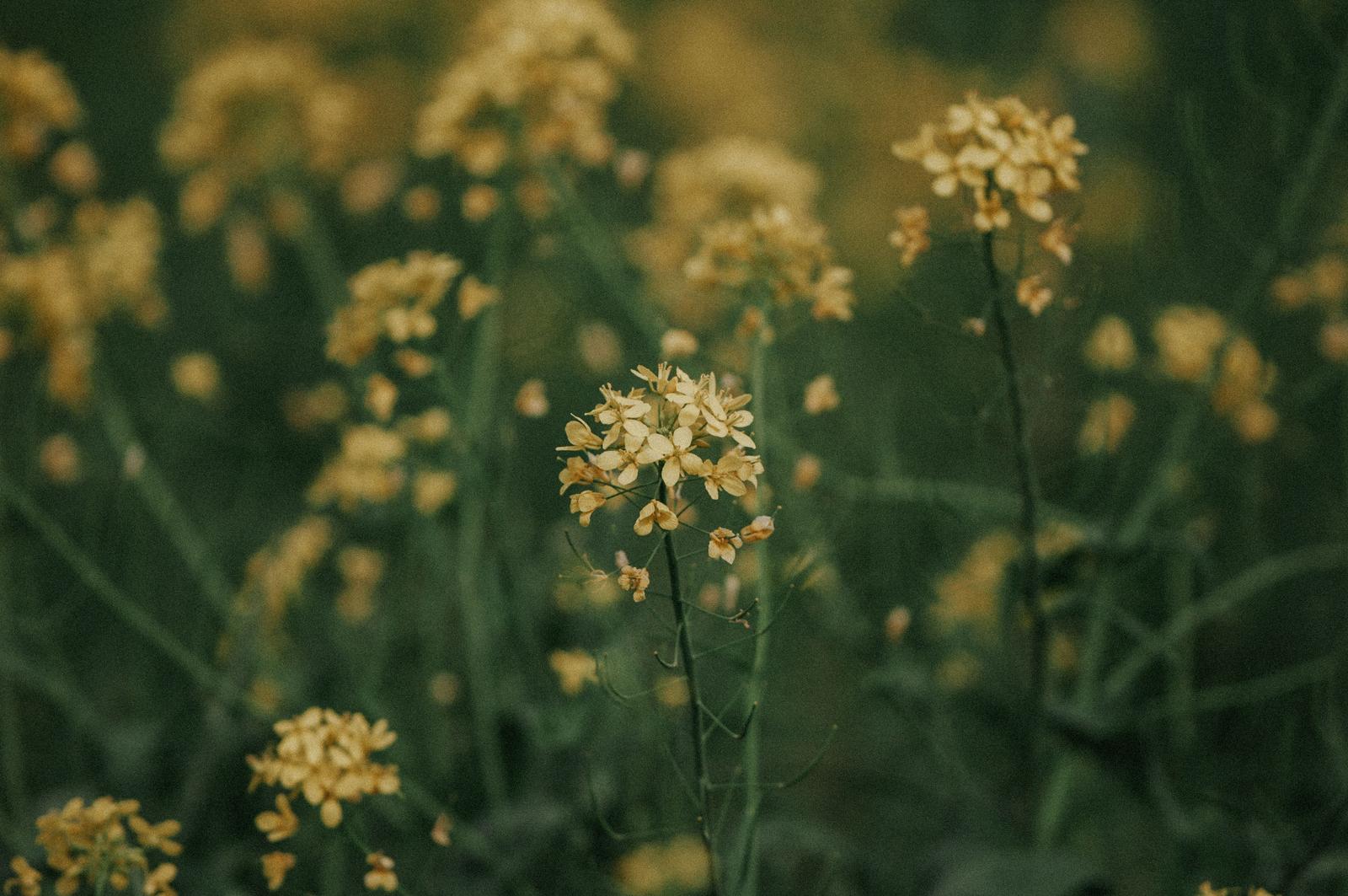 春風に揺れる菜の花畑。黄色い小花が密集して咲いている。