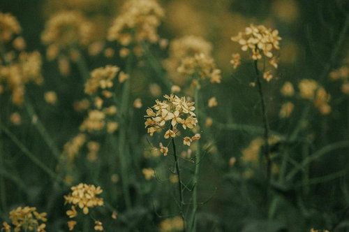 春風に揺れる菜の花の風景