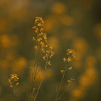 春風に誘われて菜の花畑を歩く人々の写真