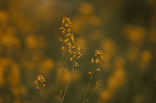 春風に誘われて菜の花畑を歩く人々