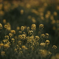 夕暮れのような暖かい色調に包まれた菜の花畑の写真