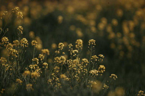 夕暮れのような暖かい色調に包まれた菜の花畑