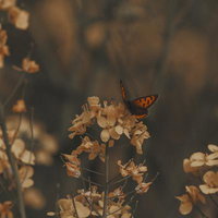 ベニシジミと菜の花が紡ぐ春の終章の写真