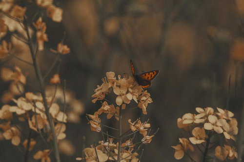 ベニシジミと菜の花が紡ぐ春の終章