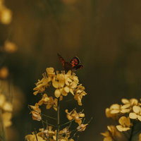 ベニシジミと菜の花が紡ぐ春の終章の写真