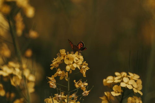 ベニシジミと菜の花が紡ぐ春の終章