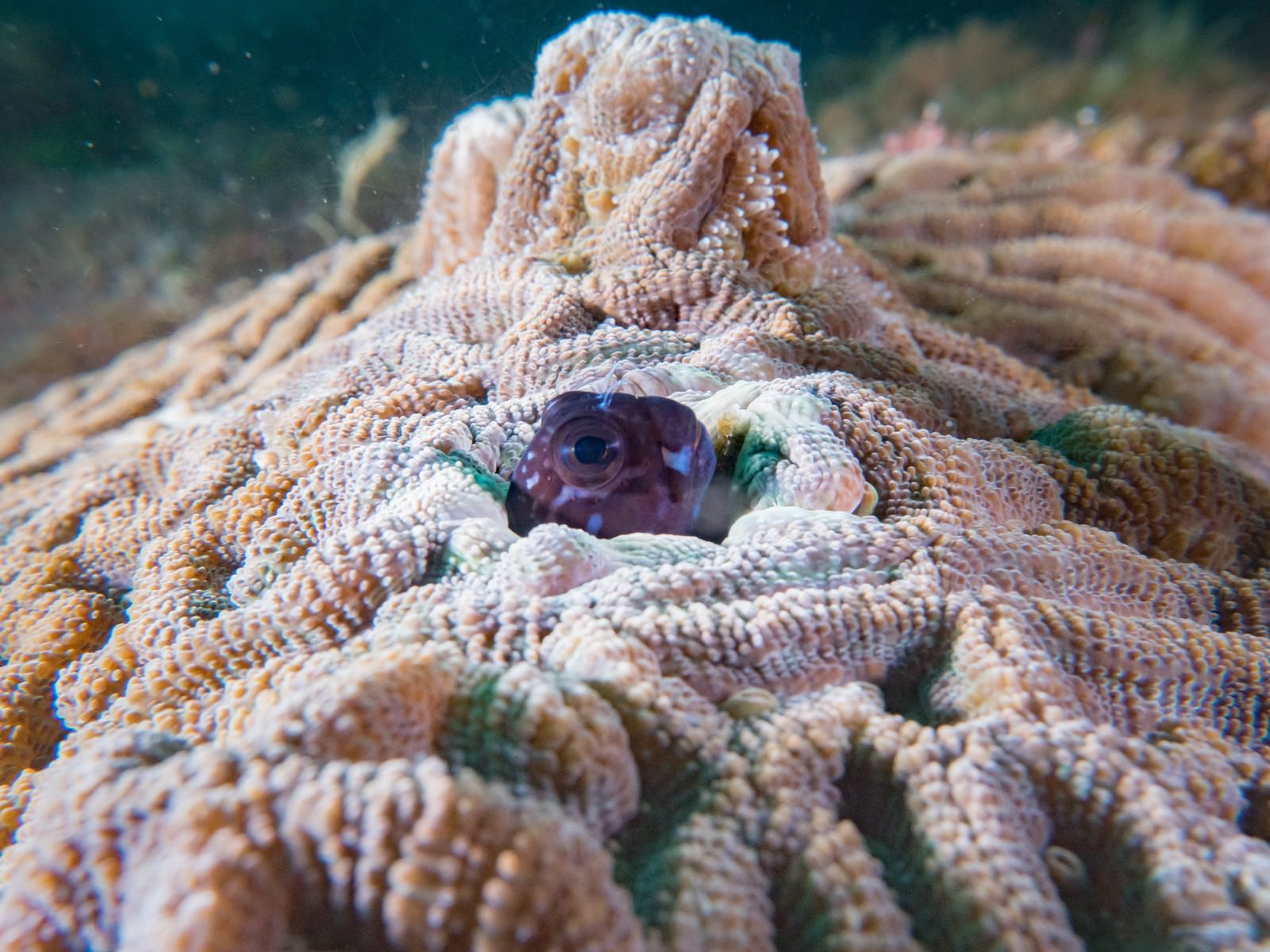 珊瑚の隙間から顔を出すギンポの海中写真