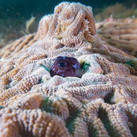 珊瑚の隙間に隠れるギンポが顔をにょき出す水中の写真