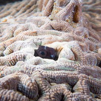 珊瑚の隙間から顔を出して様子を窺うギンポの写真