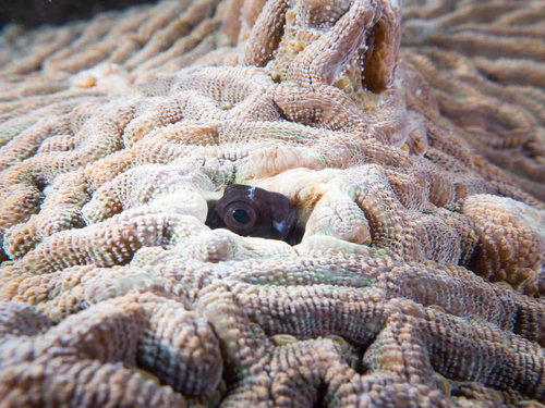 珊瑚の隙間から顔を出して様子を窺うギンポ