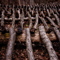 椎茸栽培の駒打ち完了後、整然と積み上げられた大量の原木の写真