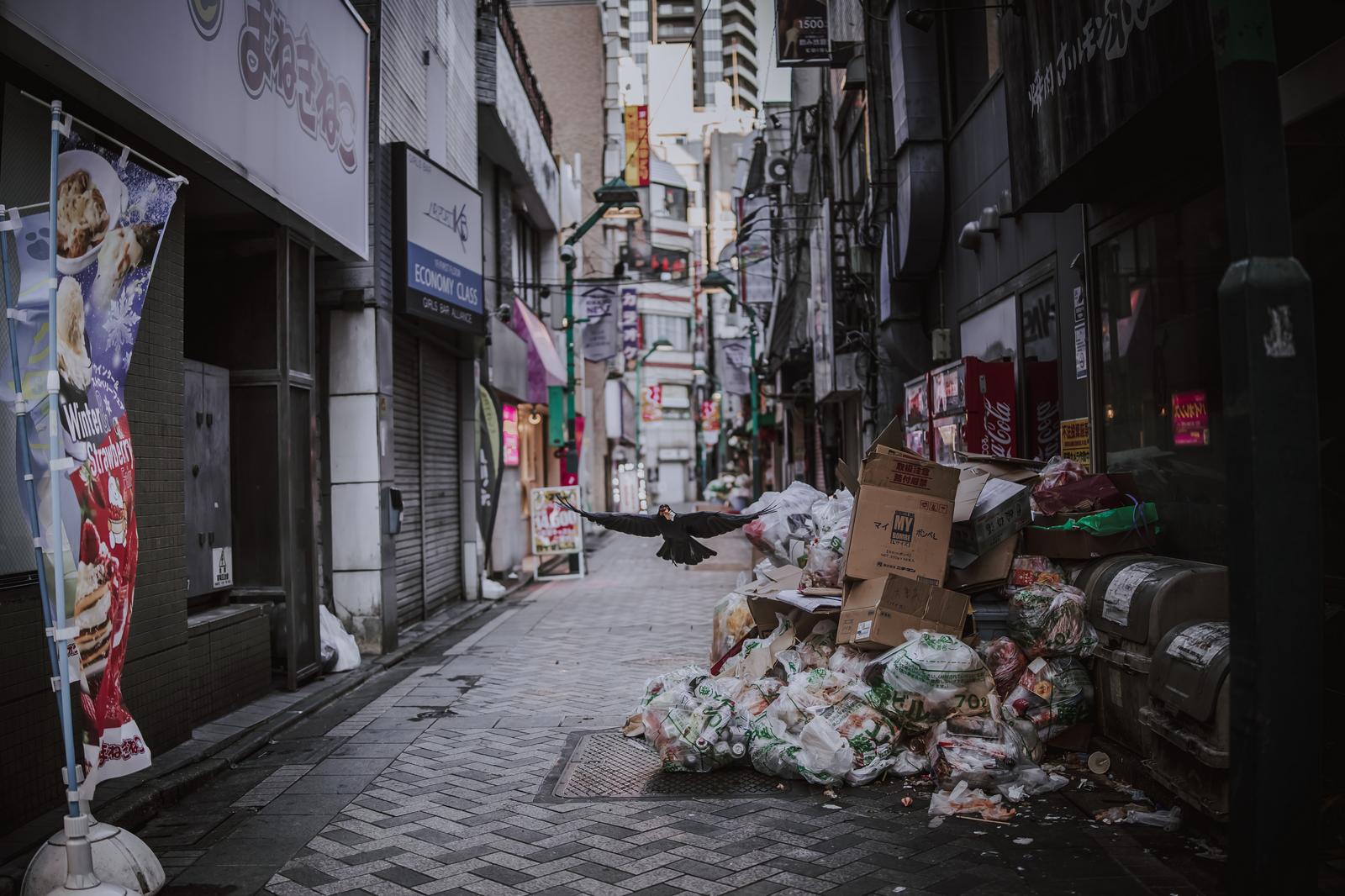 繁華街の路地裏でゴミを漁り飛び立つ黒いカラス