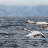 猪苗代湖で飛行する渡り鳥・白鳥の旅路と冬の自然風景の写真