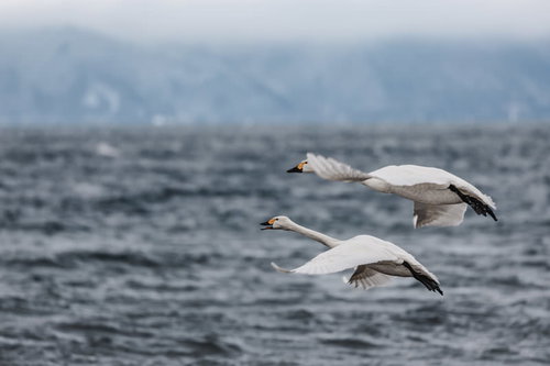 猪苗代湖で飛行する渡り鳥・白鳥の旅路と冬の自然風景
