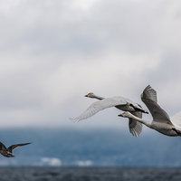 猪苗代湖で羽ばたく白鳥と鴨の飛翔、冬の渡り鳥の写真