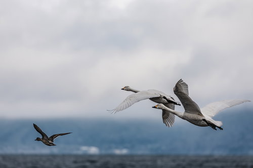 猪苗代湖で羽ばたく白鳥と鴨の飛翔、冬の渡り鳥