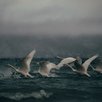 着水しながら飛び立つ白鳥の群れ - 猪苗代湖の写真