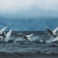 猪苗代湖で次々と踏み切る白鳥の飛び立ち、水しぶきを上げて離水の写真