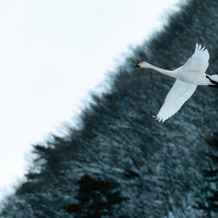 猪苗代湖の冬空を舞う白鳥たちの優雅な飛行風景の写真