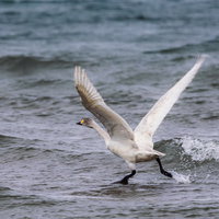 猪苗代湖から飛び立つ白鳥、着水する瞬間の動的な姿の写真