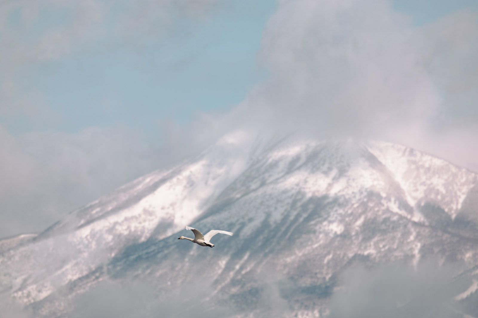 磐梯山の雪山を背景に、白鳥が翼を広げて飛んでいる景色