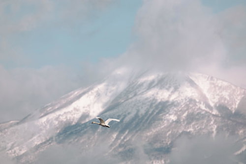 磐梯山の雪山を背に飛ぶ白鳥