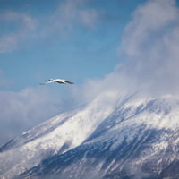 舞う白鳥と雪化粧した磐梯山の出会い～冬の青空を翼広げて舞う野鳥の写真