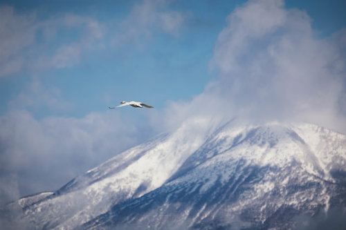 舞う白鳥と雪化粧した磐梯山の出会い～冬の青空を翼広げて舞う野鳥