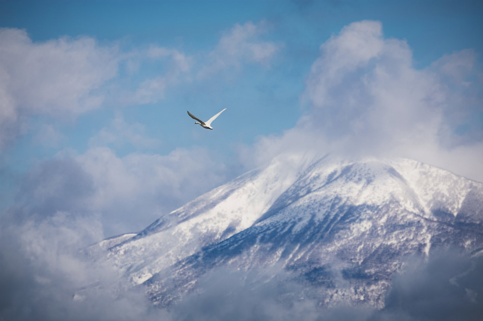 雪に覆われた磐梯山の上空を飛ぶ白い白鳥と白い雲