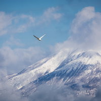 磐梯山を背に飛び立つ白鳥の写真