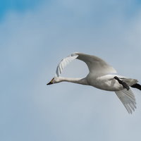 猪苗代湖に響く白鳥の飛行の旋律：冬の渡来鳥の優雅な姿の写真