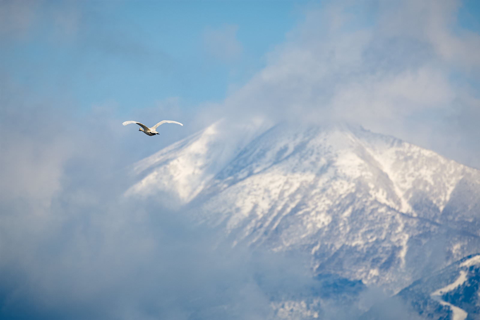磐梯山の上空を白い翼を広げて飛ぶ白鳥