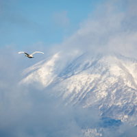 磐梯山の空を舞う白鳥の写真